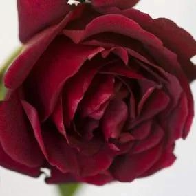 Etoile de Hollande Climbing Rose (Rosa Etoile de Hollande) 1